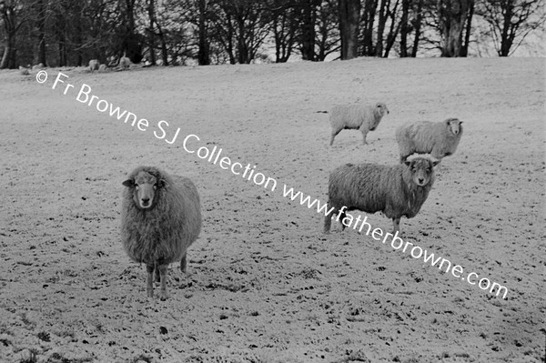 SNOW SCENE  SHEEP